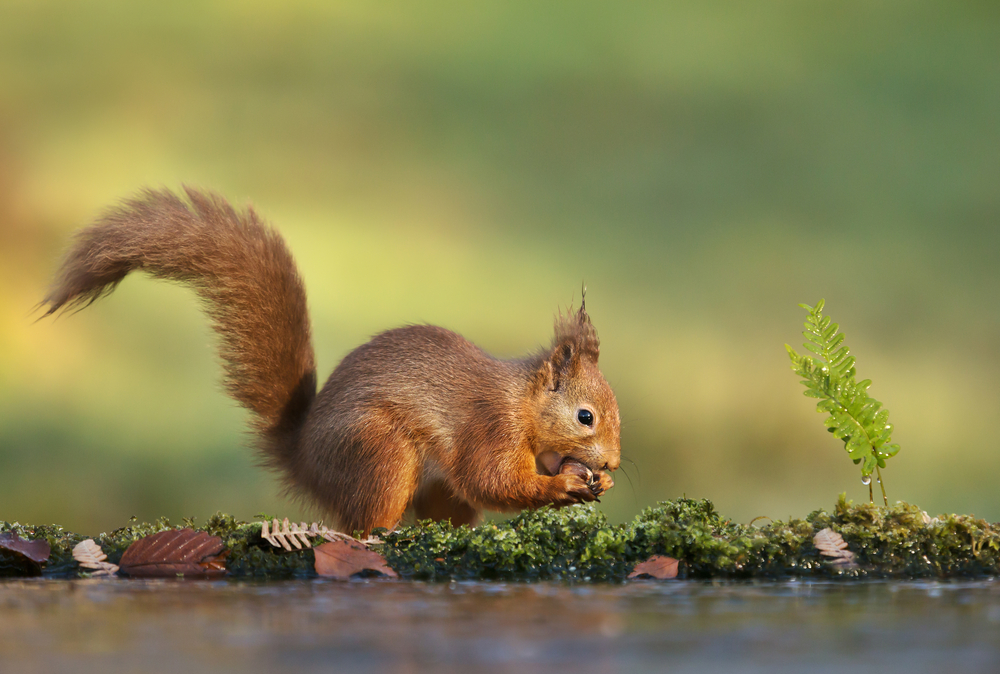 Close up of a Red squirrel (Sciurus vulgaris) eating a nut in autumn, UK