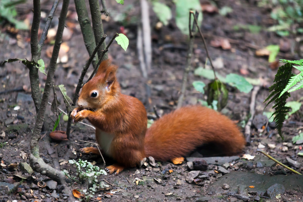 Eurasian red squirrel (Sciurus vulgaris)