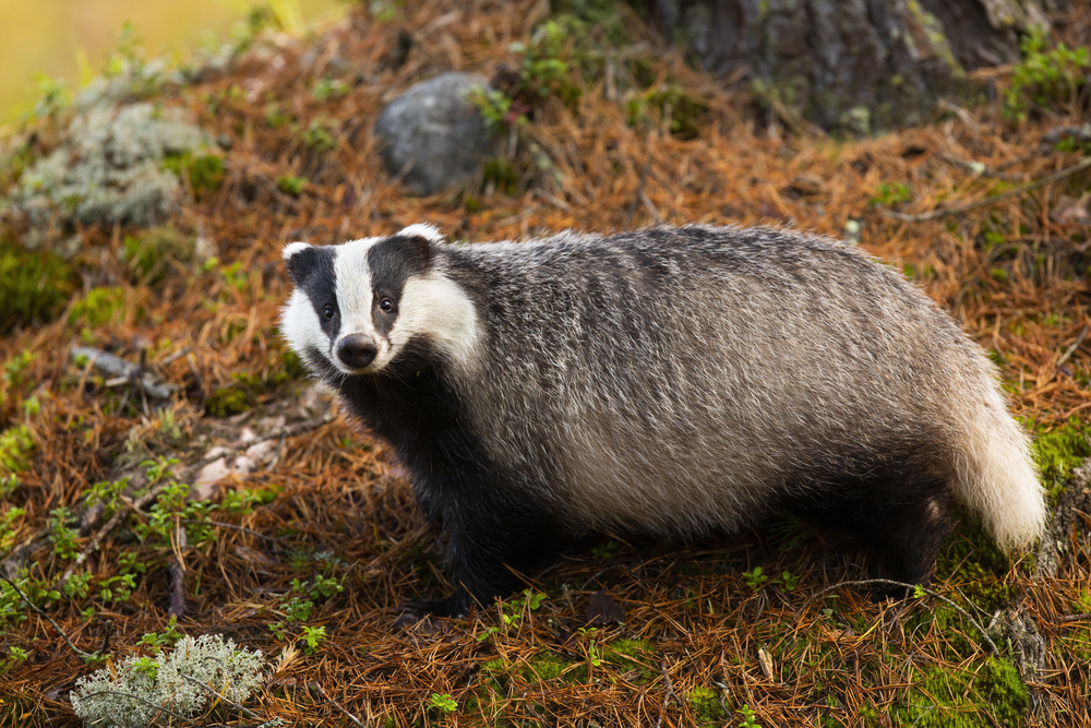European badger standing in forest in autumn nature