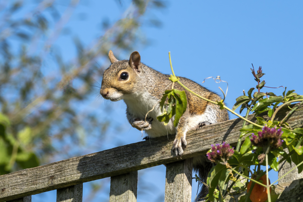 Grey squirrel (Sciurus carolinensis) a wild tree animal rodent