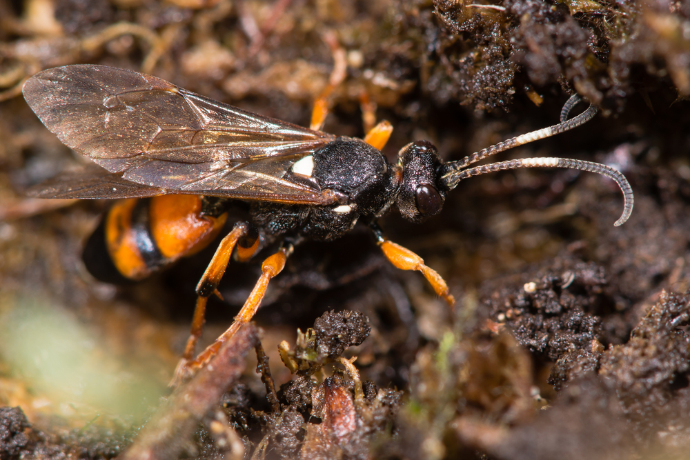 Ichneumon sarcitorius parasitic wasp 