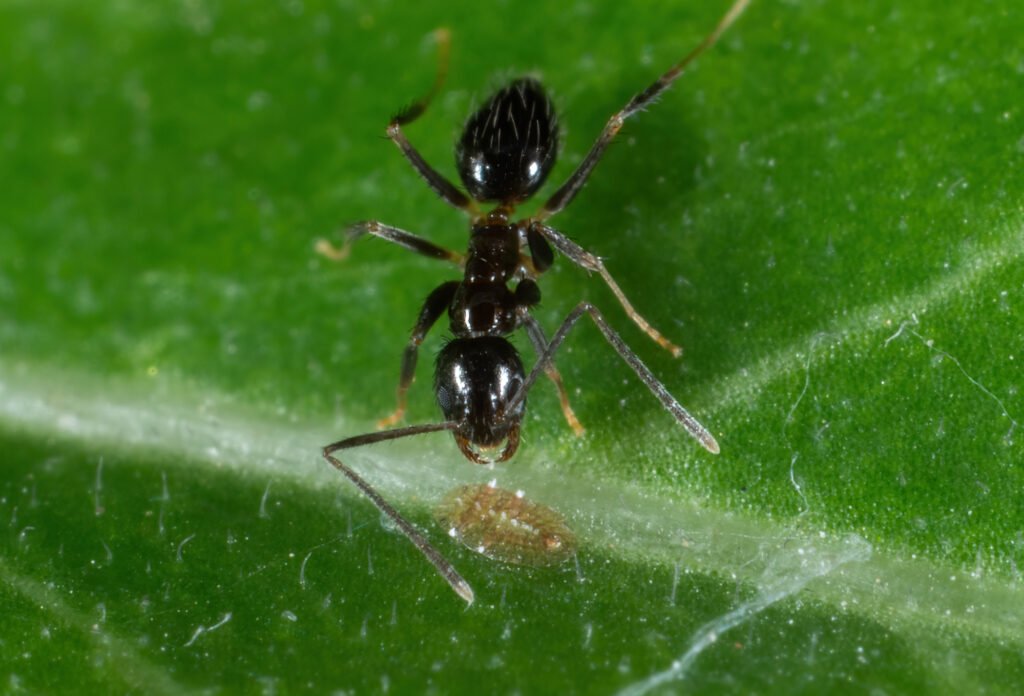 Macro Photography of Tiny Black Garden Ant on Green Leaf