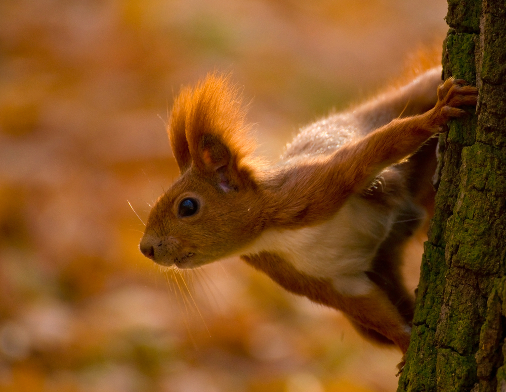 Sciurus Vulgaris