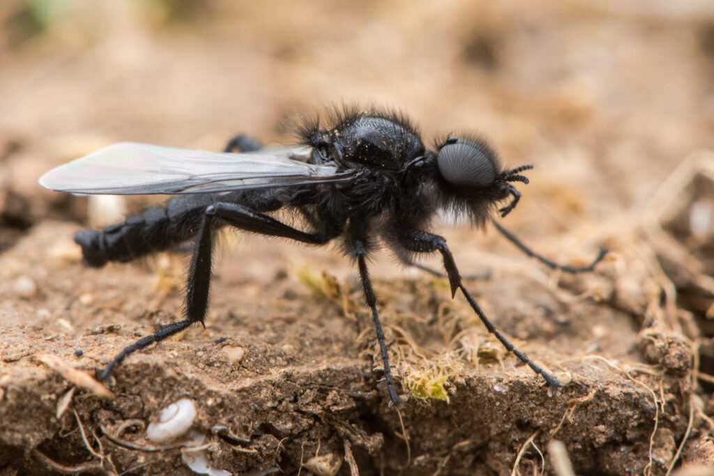 St. Mark's Fly (Bibio marci) male
