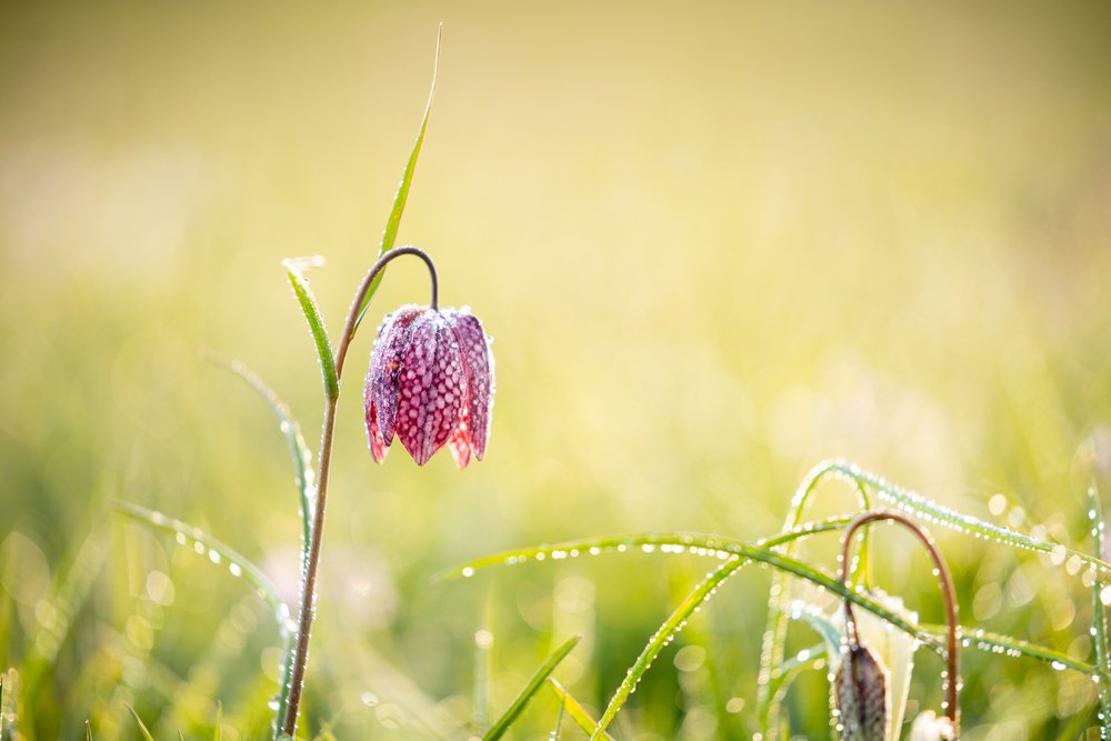 White and purple flowers of the delicate Snakehead Fritillary 