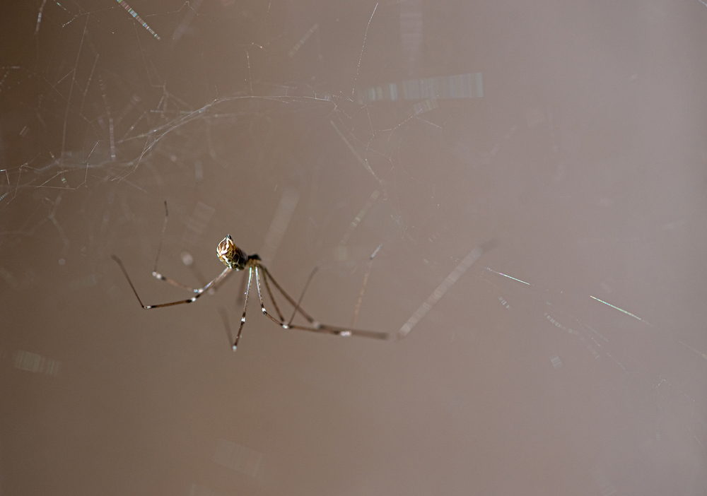 The Wildlife Information Centre - Daddy Long-legs Spider - Pholcus