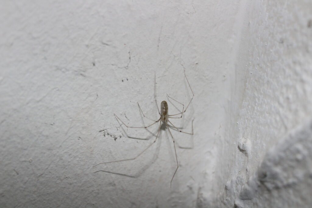 cellar spider on the wall