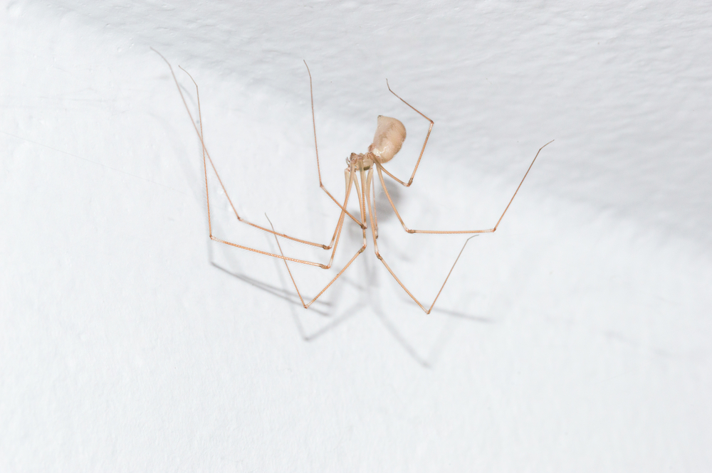 Pholcus phalangioides, also known as the long-bodied cellar spider on white wall.