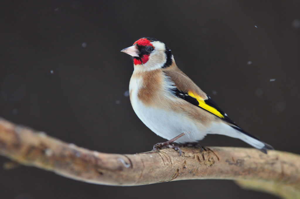 European goldfinch (Carduelis-carduelis)