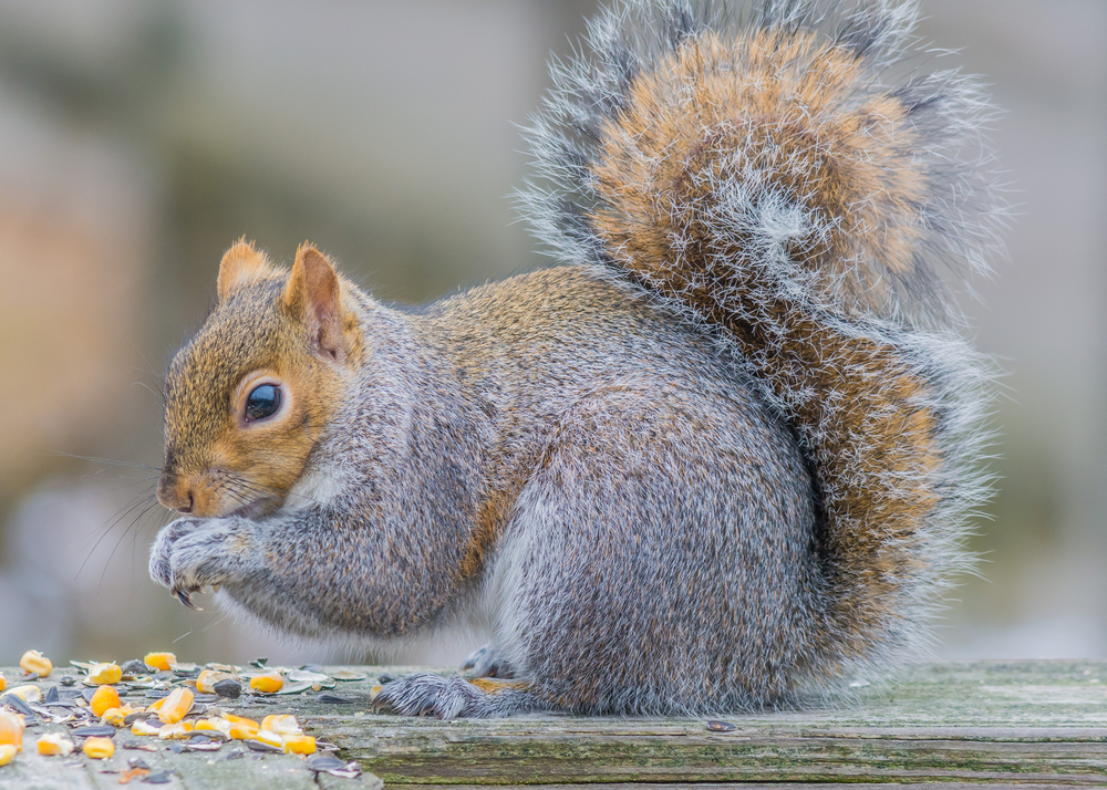 A grey squirrel perched on a fence