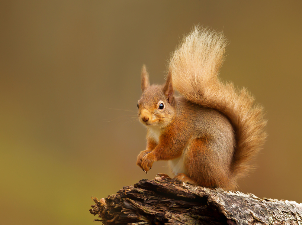 Red squirrel (Sciurus Vulgaris) sitting on a log in Yorkshire Dales, UK, England.