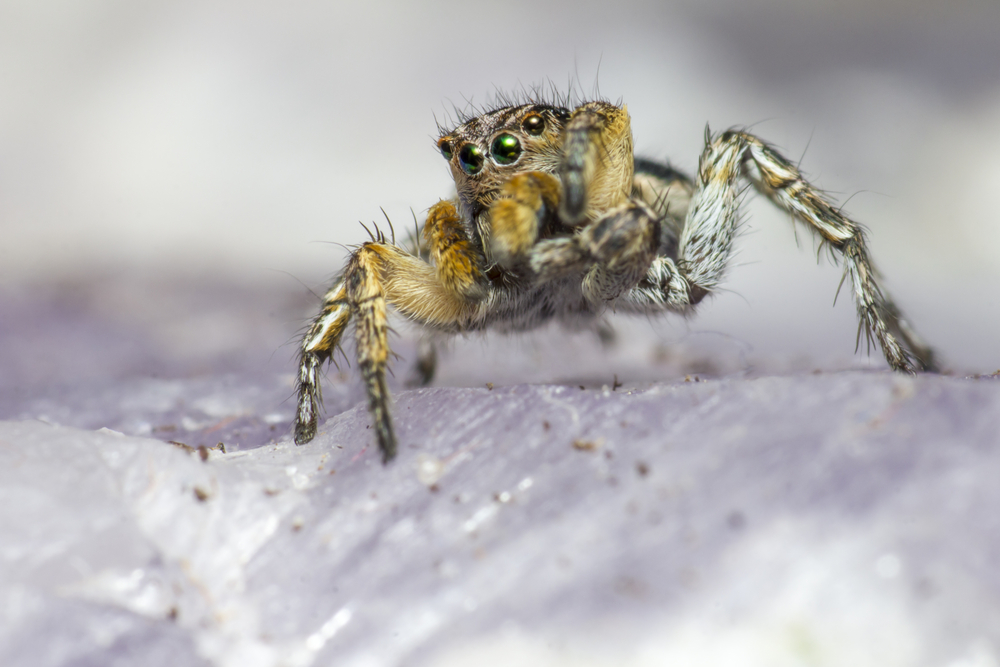 Microcosmic Marvels: The Intriguing Zebra Spider (Salticus Scenicus ...