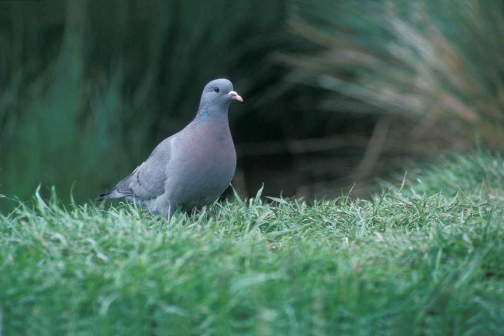 Stock dove, Columba oenas