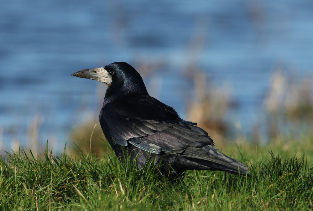 Corvus Frugilegus