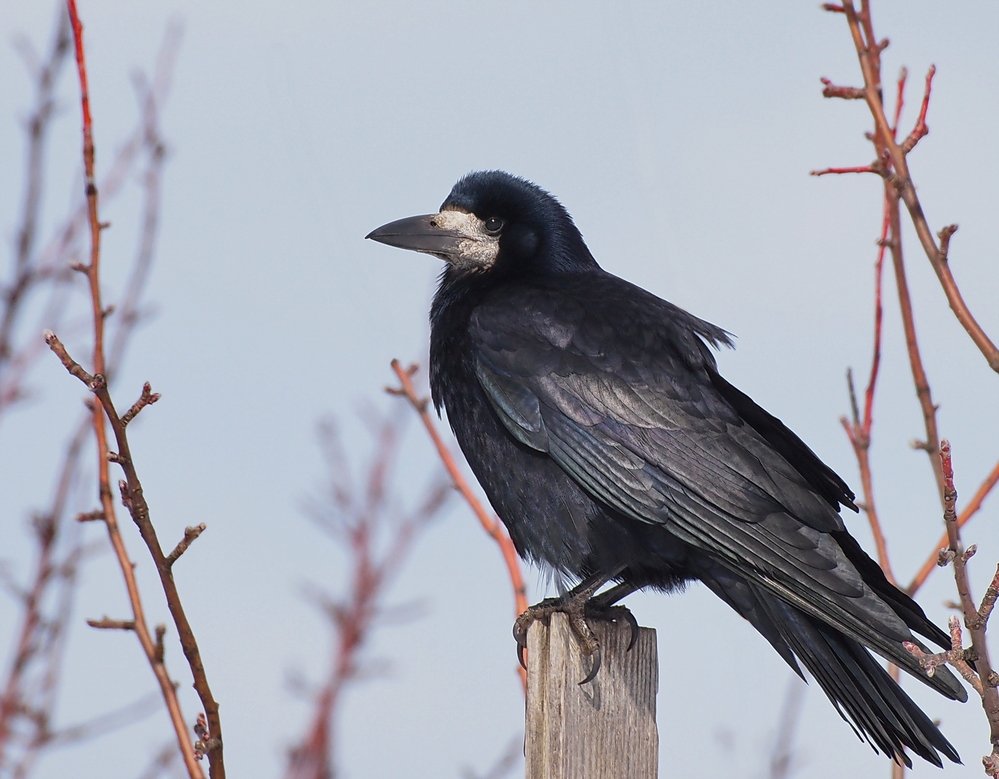 Rook (Corvus Frugilegus)