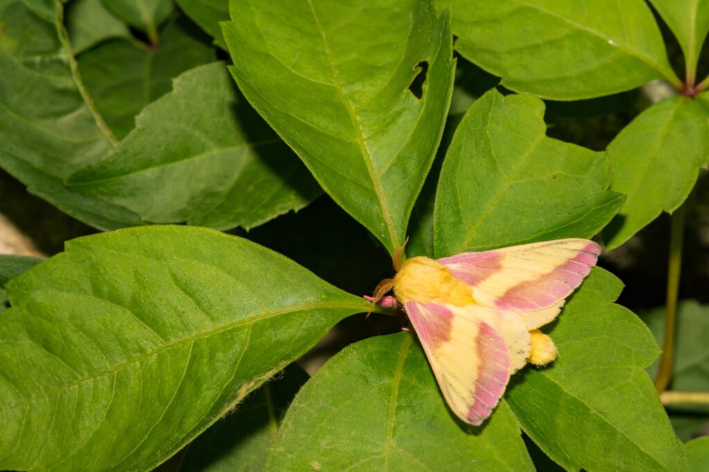 Rosy maple moth on a green leaf