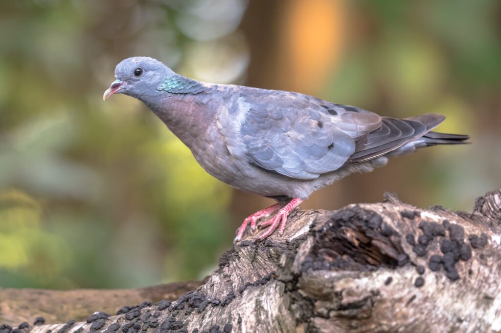 Stock dove (Columba oenas) perched on log