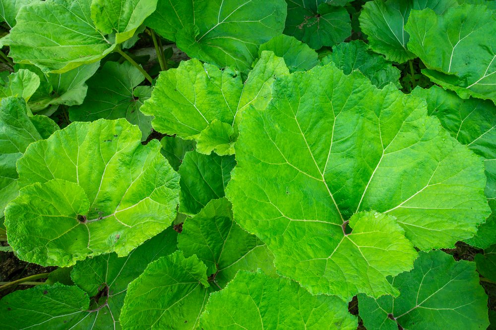 Common butterbur plant with its giant elephant-ear appearance leaves