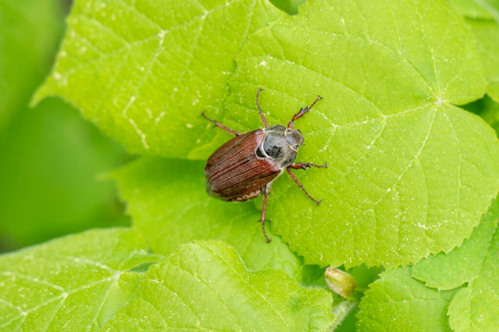 cockchafer beetle
