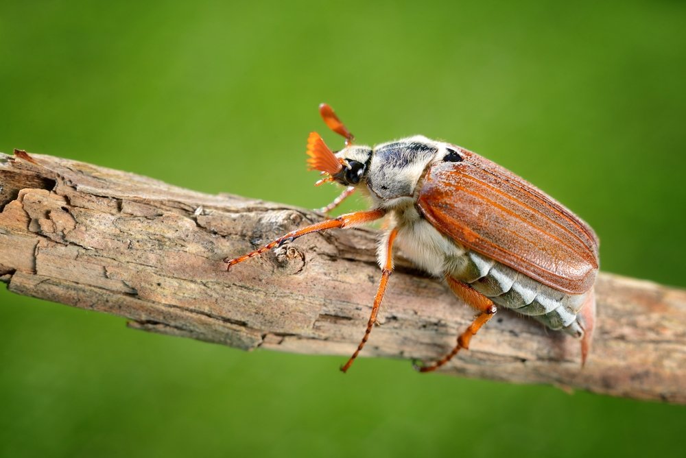 Cockchafer or May bug (Melolontha melolontha) in natural environment