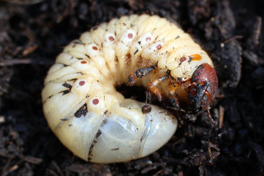 Destructive larva of the may bug