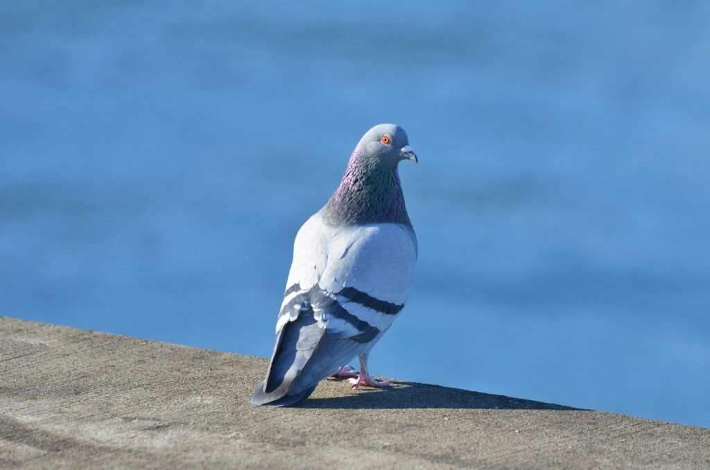 rock dove