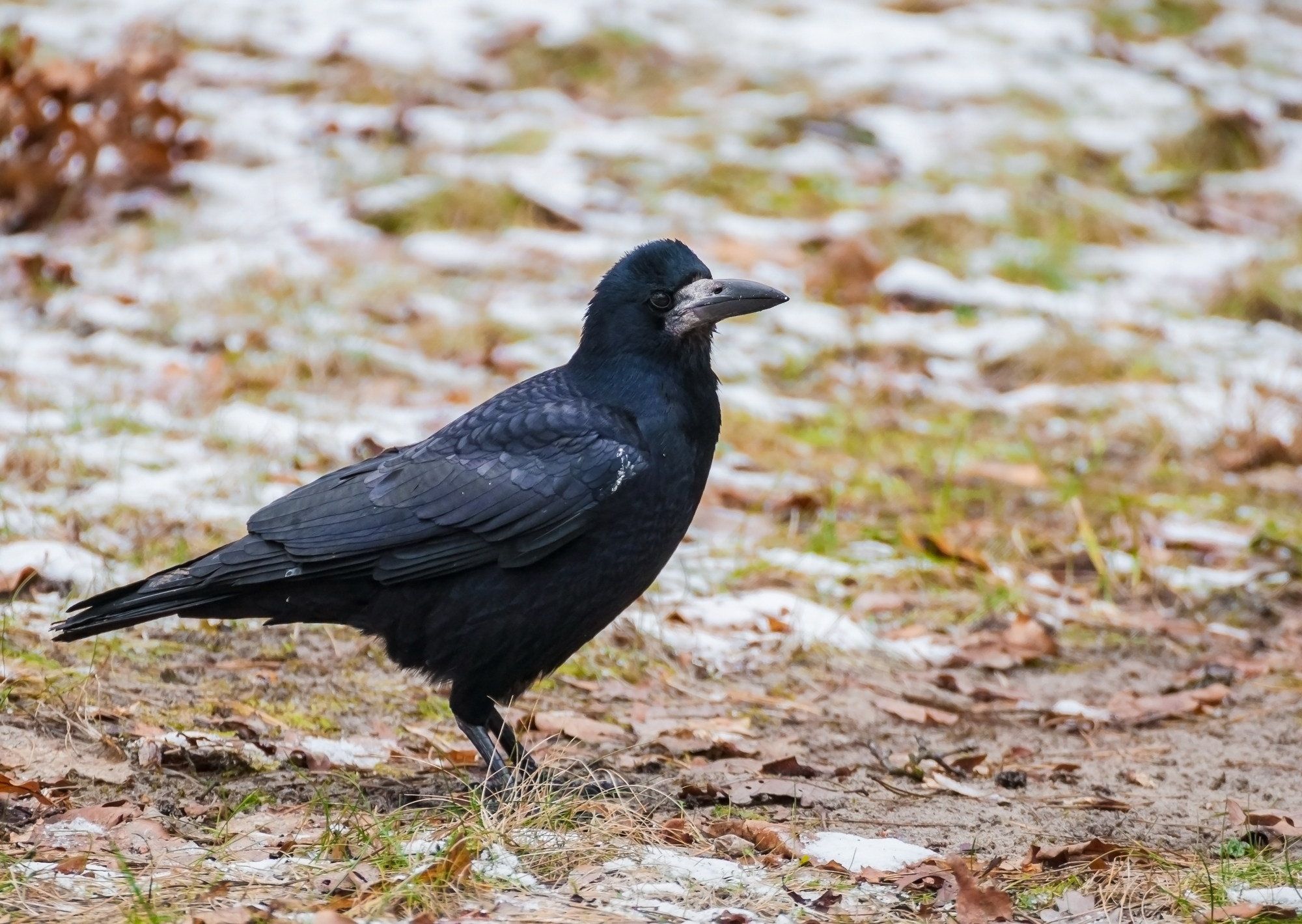 Birdwatch: without ash, whither rooks?, Birds