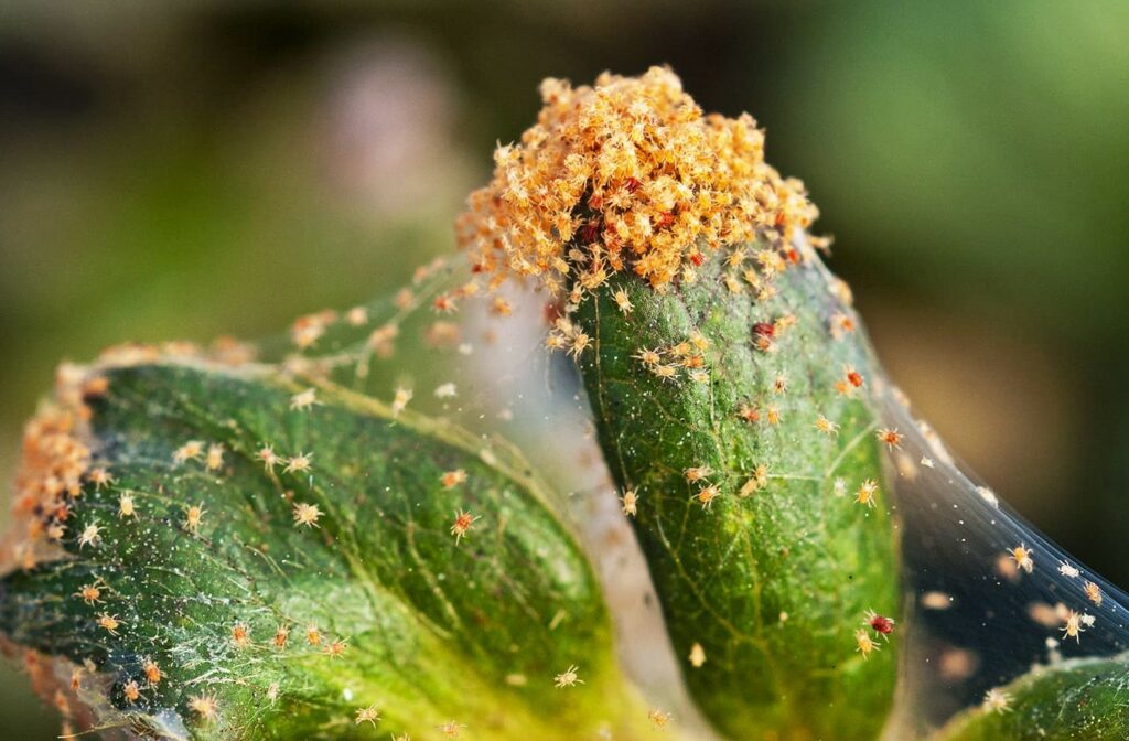 spider mites on plants