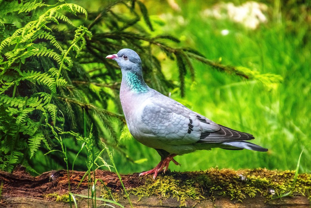 Stock dove walking on a branch