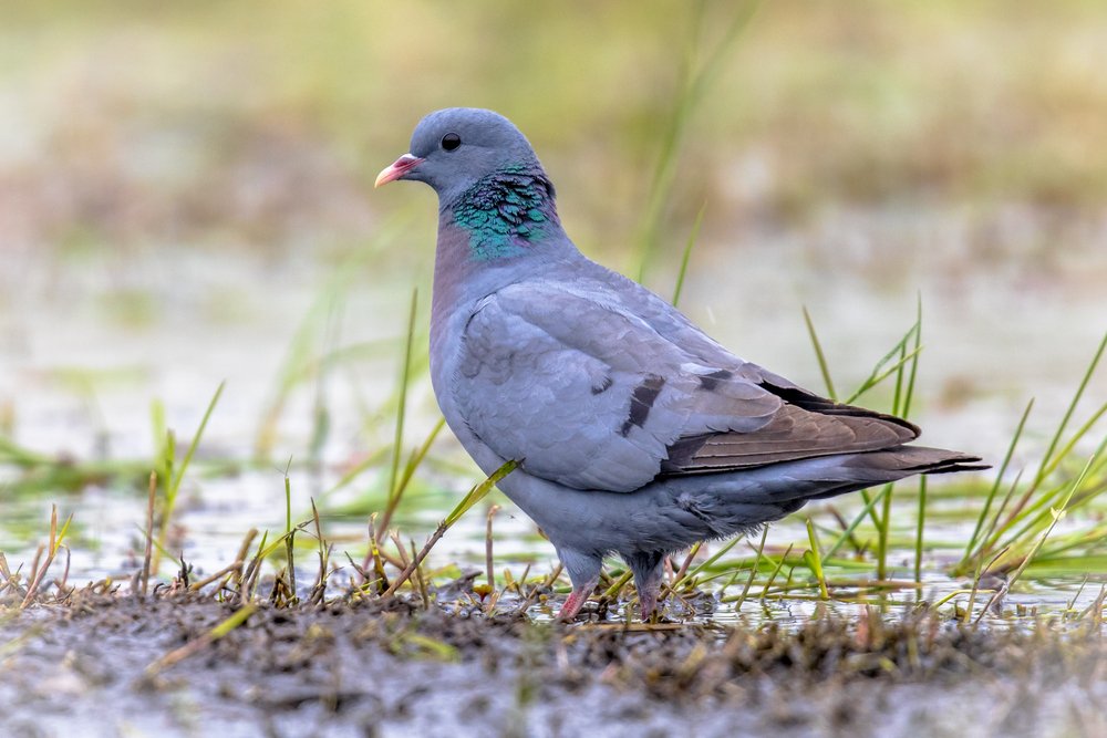 Stock dove bird foraging in green grass of wetland nature reserve