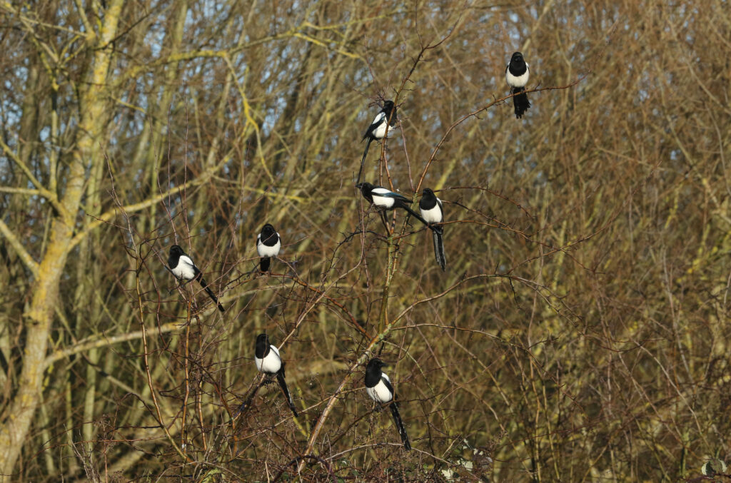 8 magpies in a tree