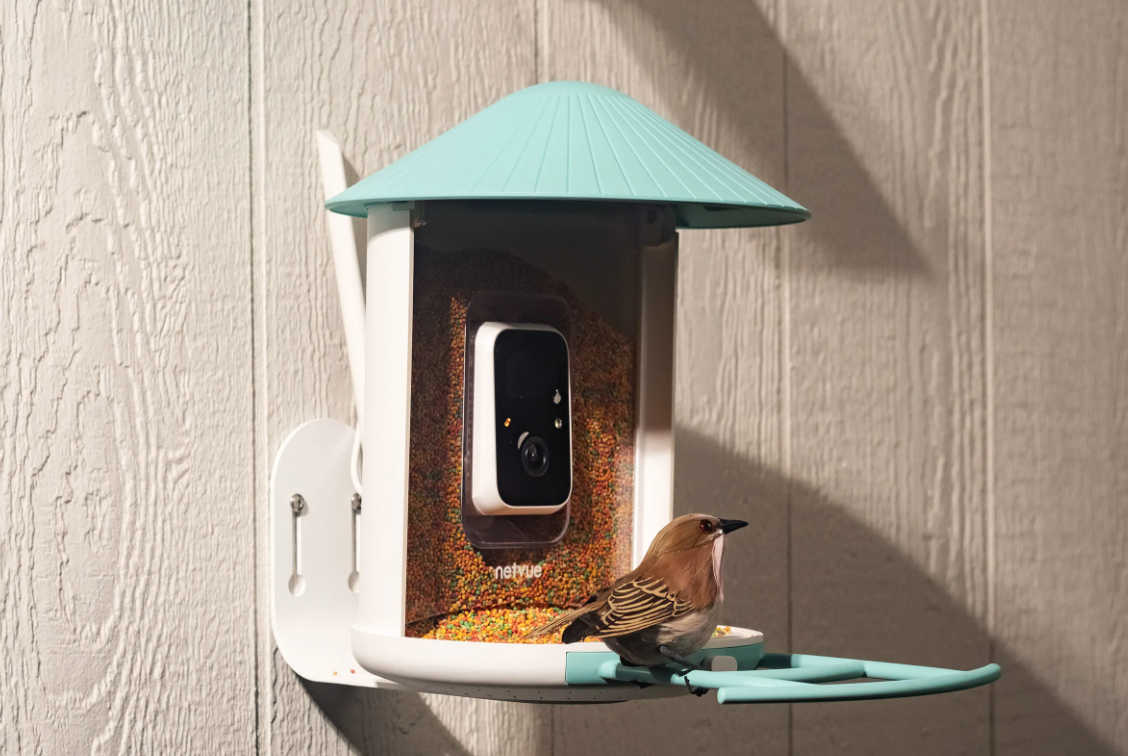 Best Bird Feeder Cameras Of 2023 Glenlivet Wildlife