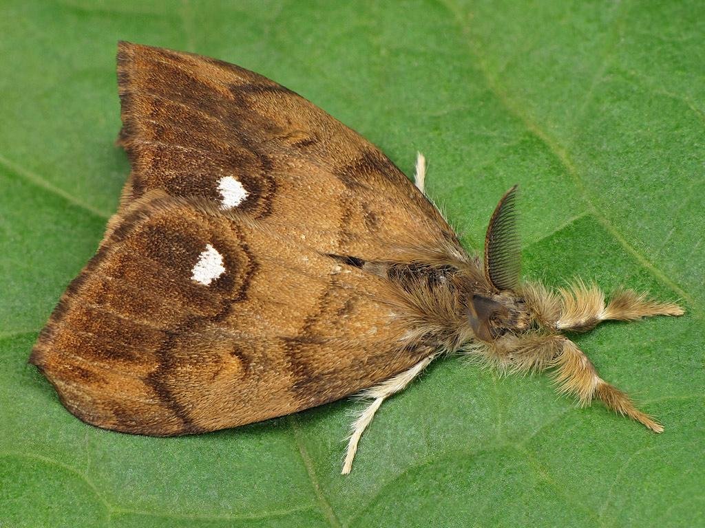 Male vapourer moth