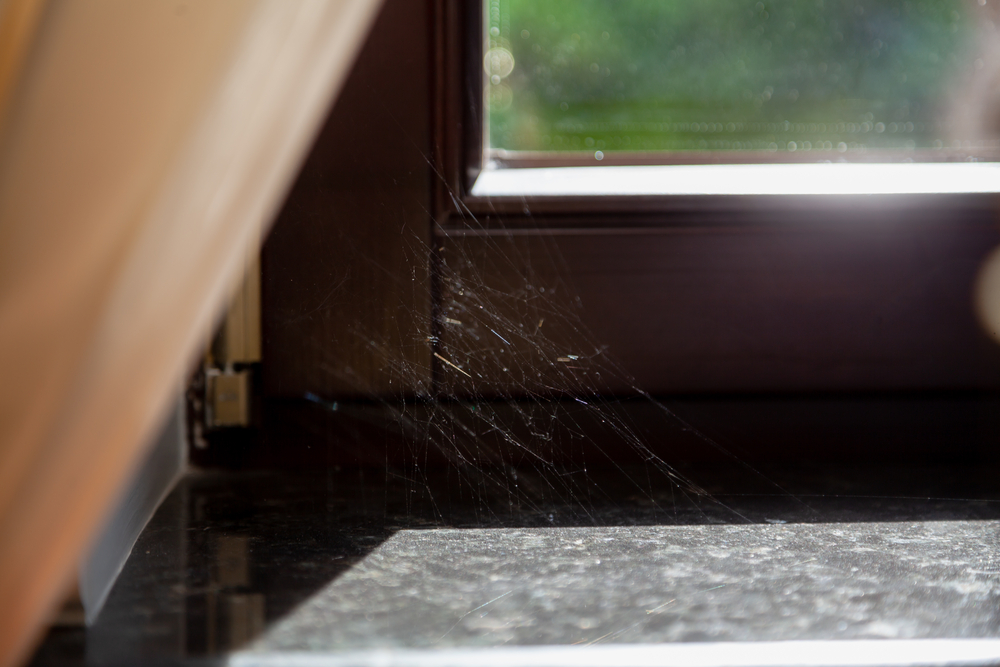 how-to-stop-spiders-nesting-in-window-frames-prevention-and-removal