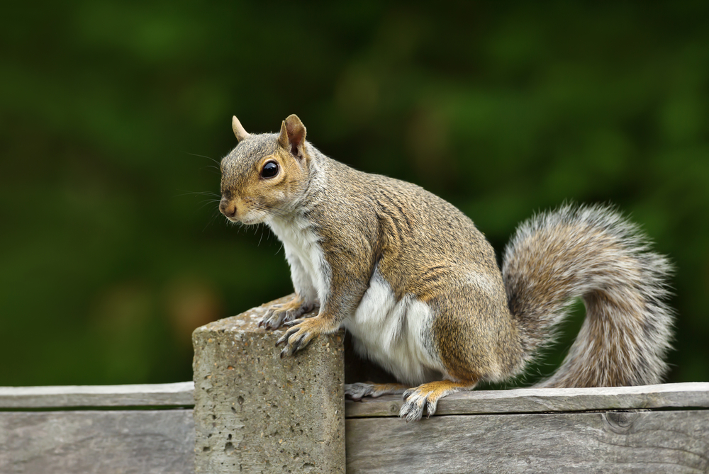 Close up of a grey squirrel sitting on a fence, UK