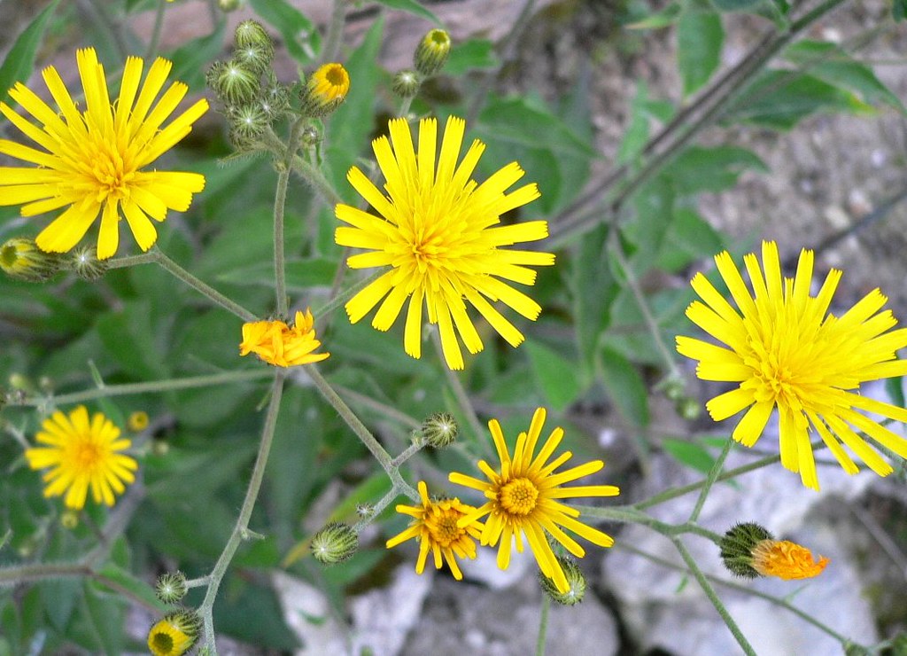 Hieracium (Hawkweed)