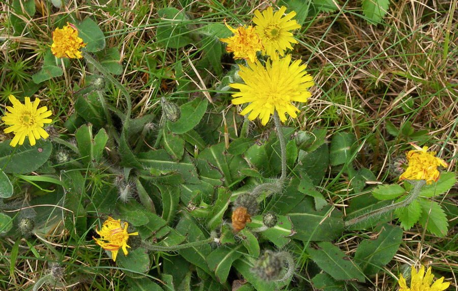 Mouse ear hawkweed