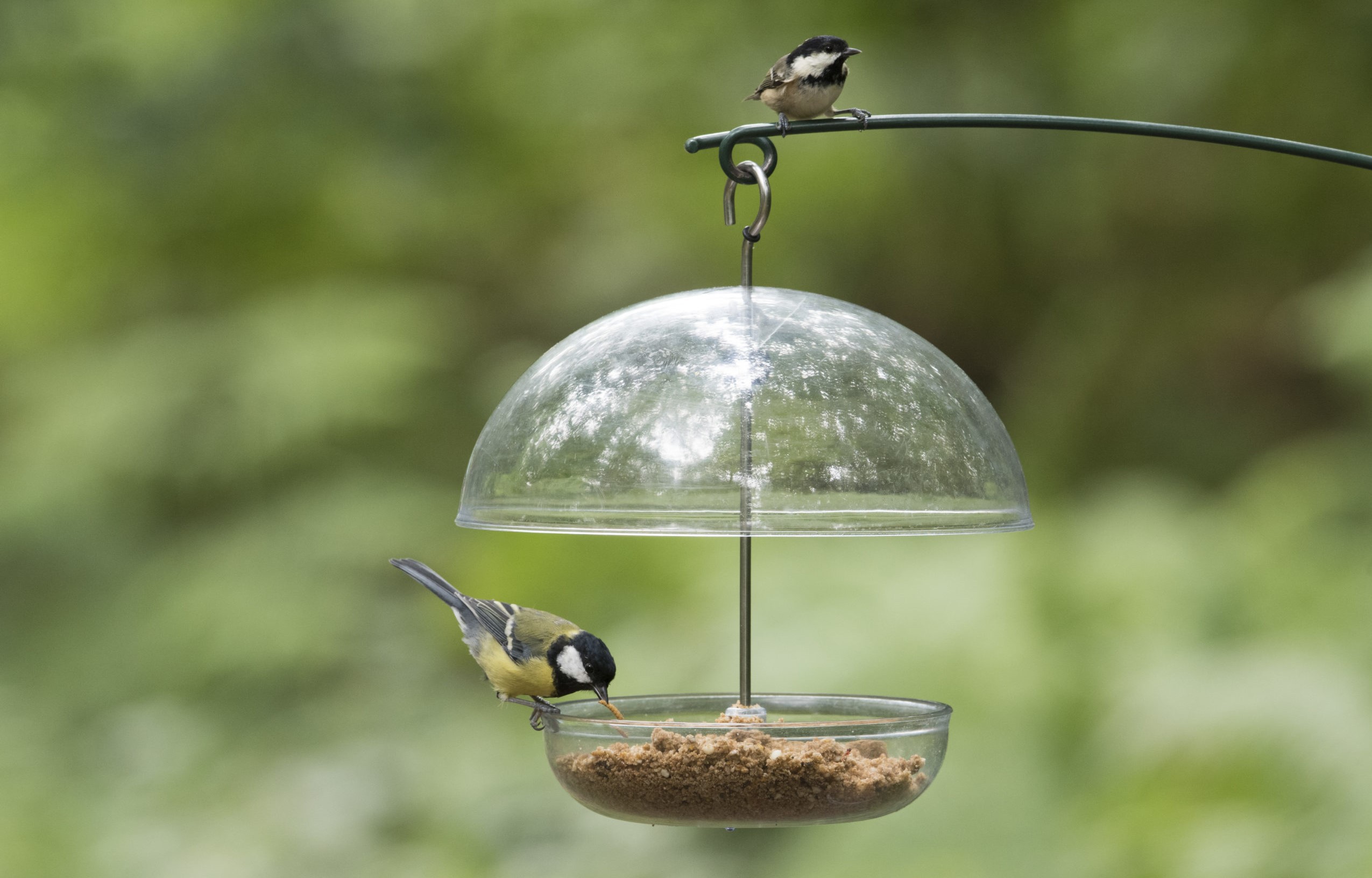 Best Bird Feeders UK Top 10 For 2023 Glenlivet Wildlife