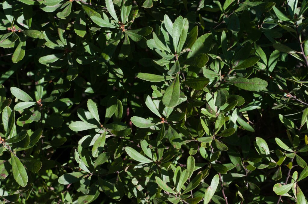 Bogmyrtle
