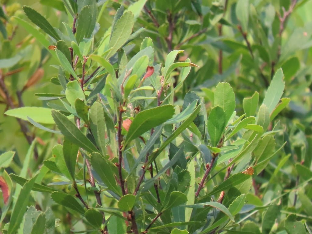 Bog Myrtle
