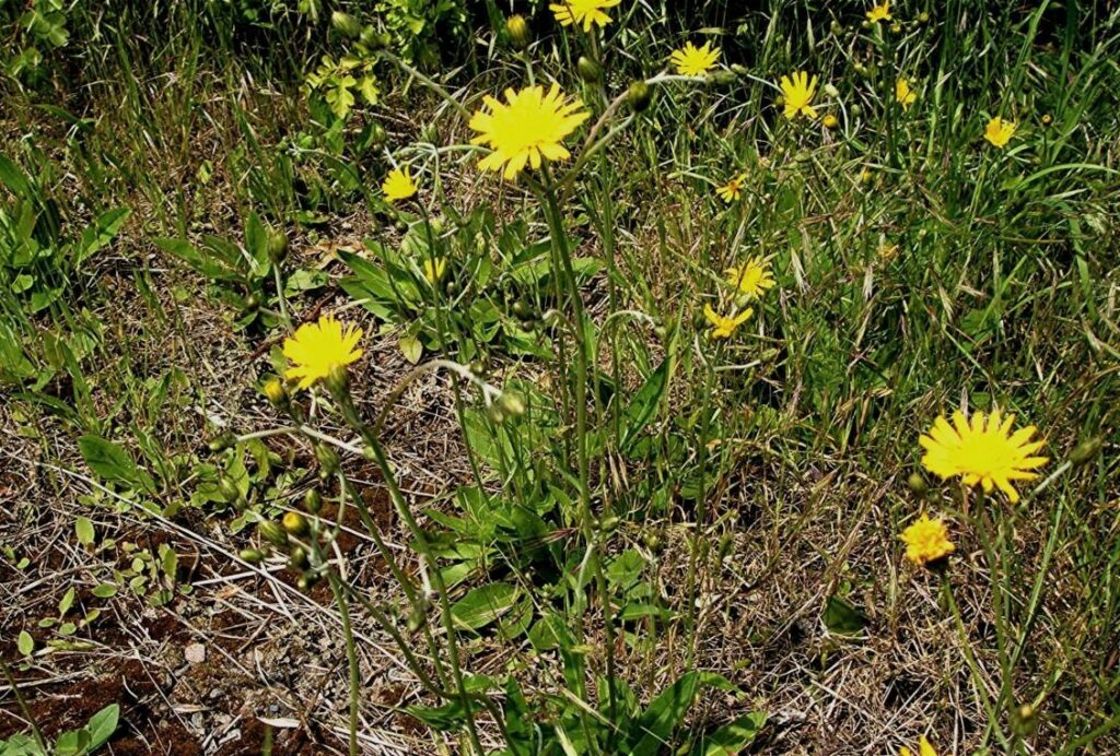 Common hawkweed