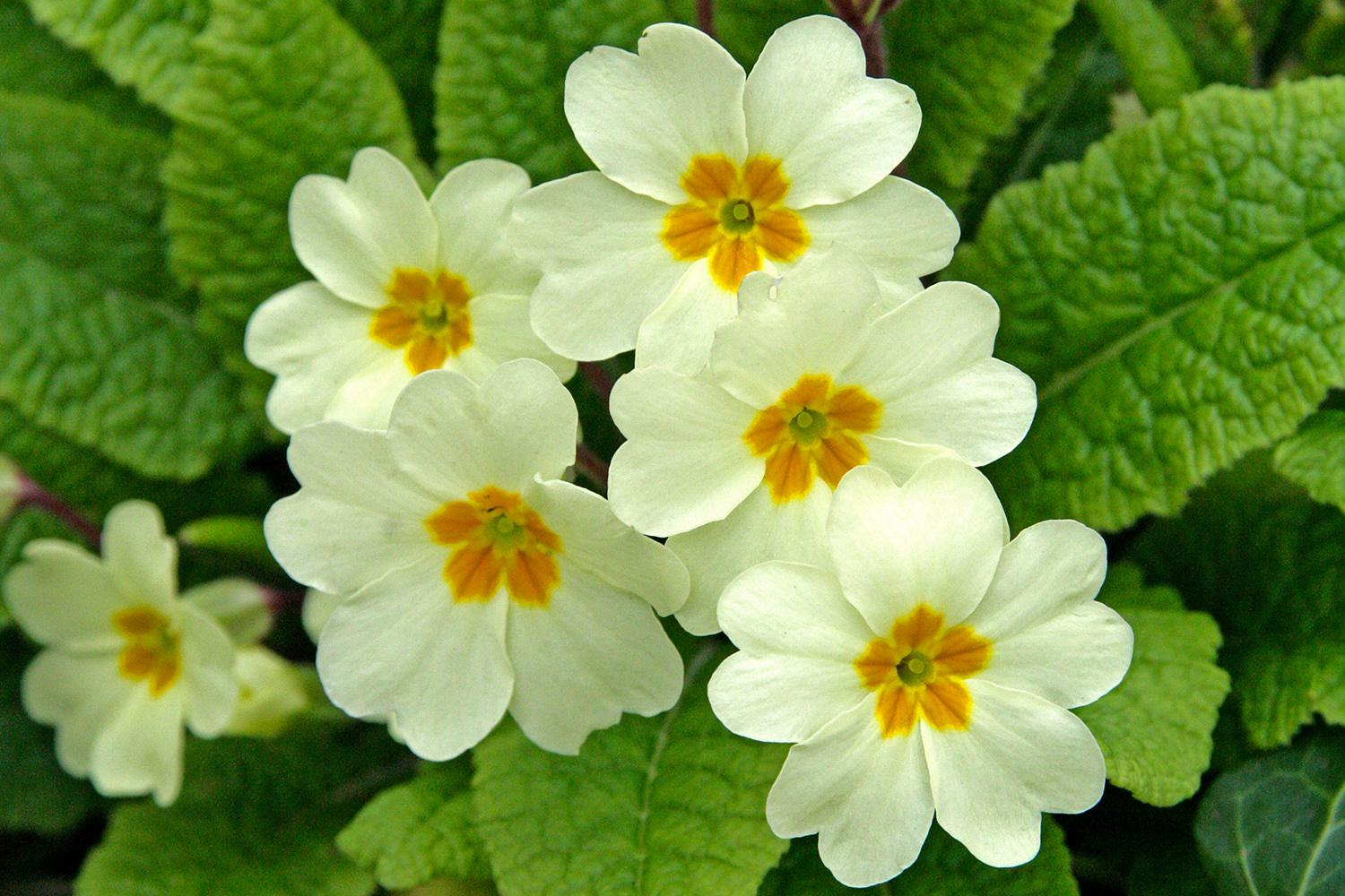 Primrose (Primula Vulgaris) - Glenlivet Wildlife