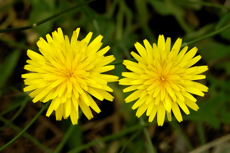 Snowdonia Hawkweed