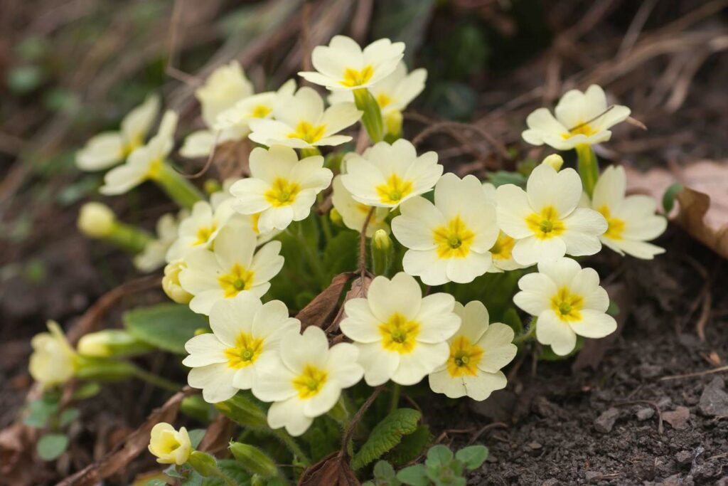 Primrose (Primula Vulgaris) - Glenlivet Wildlife