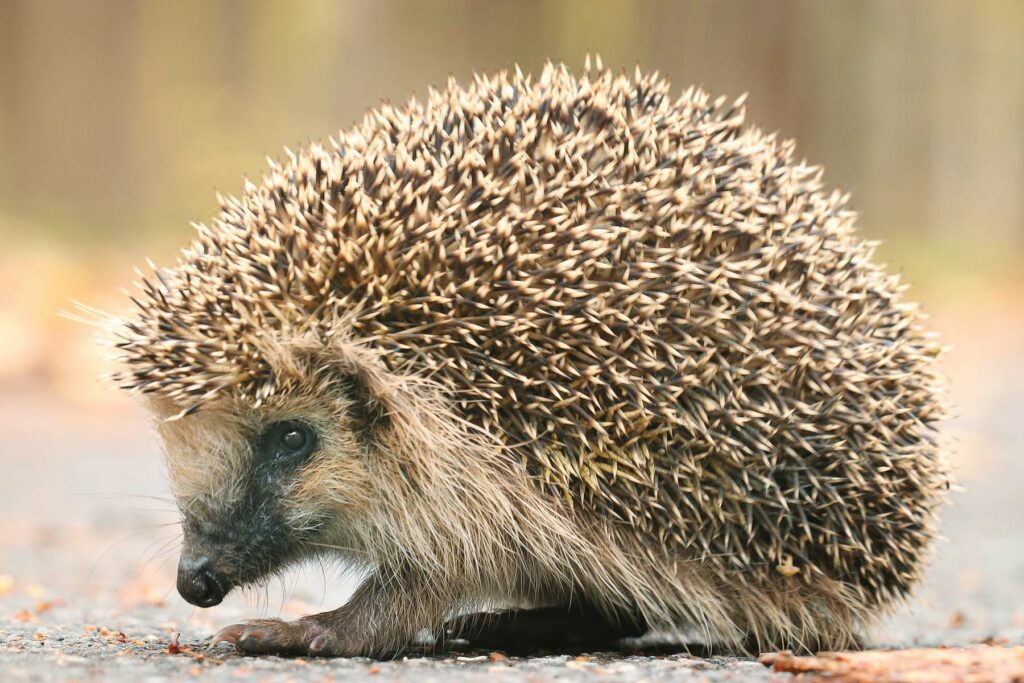 Hedgehog