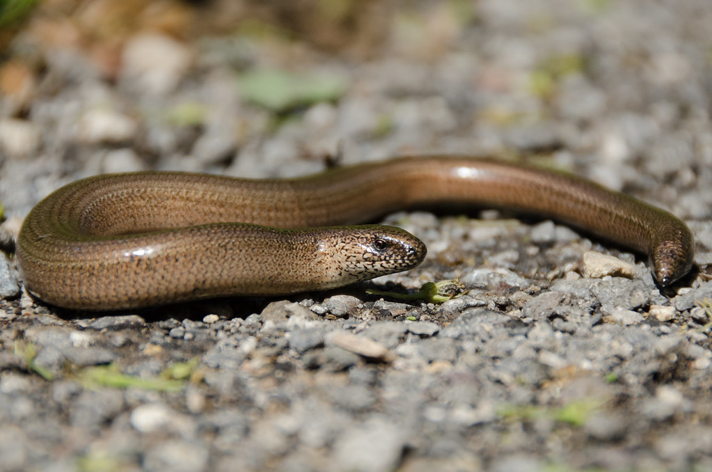 Slow-worm (Anguis fragilis)