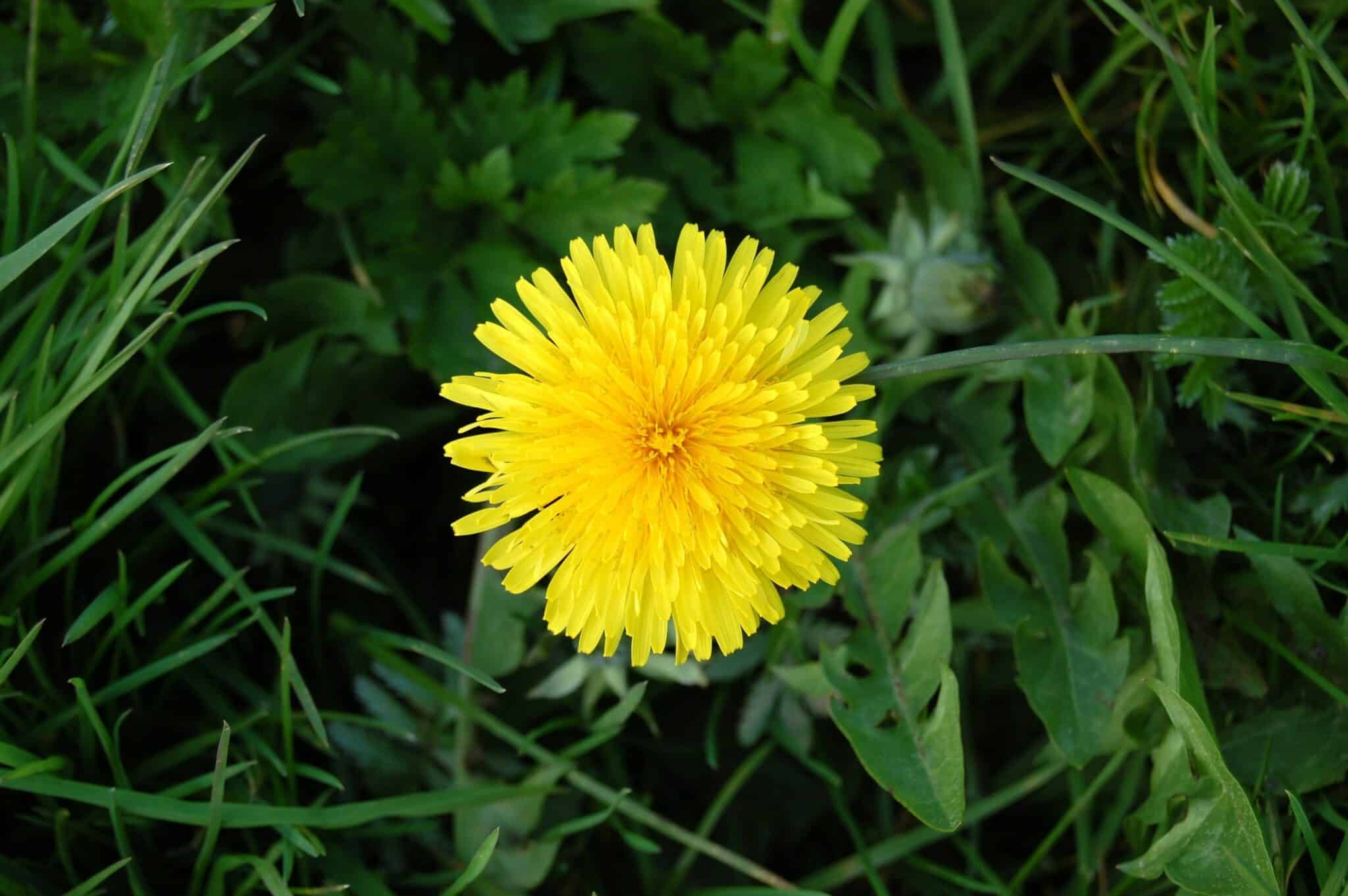 Dandelion (Taraxacum) - Glenlivet Wildlife