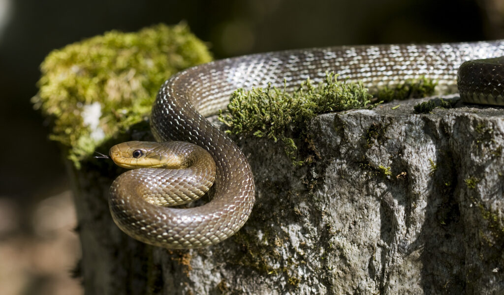 Aesculapian Snake (Zamenis Longissimus)