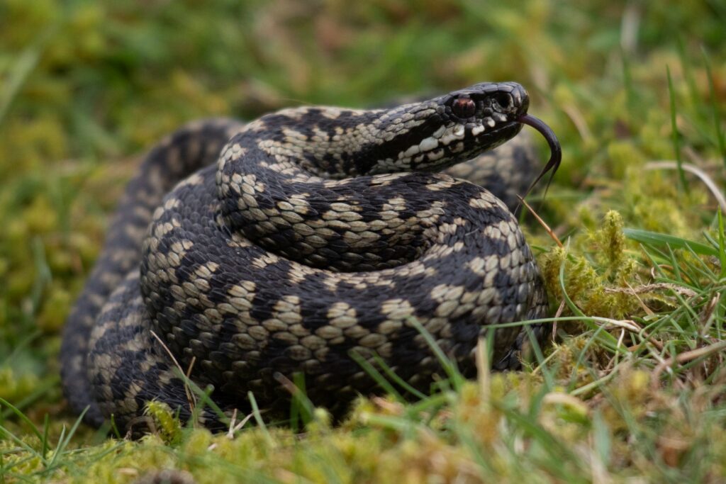 Adder (Vipera Berus) - Glenlivet Wildlife