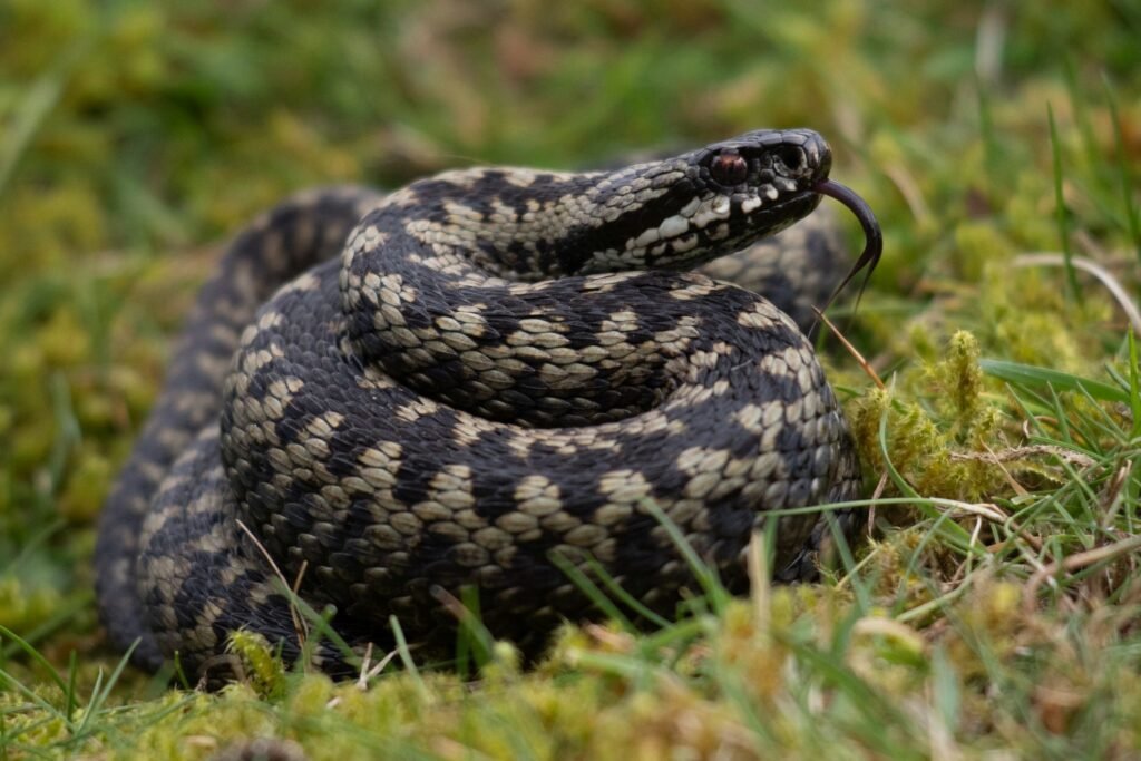 Adder Vipera Berus Glenlivet Wildlife